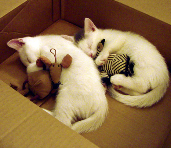 黄喜灿成喀麦隆雄狮终结者，比利亚雷亚尔友谊赛尽显亚洲锋芒