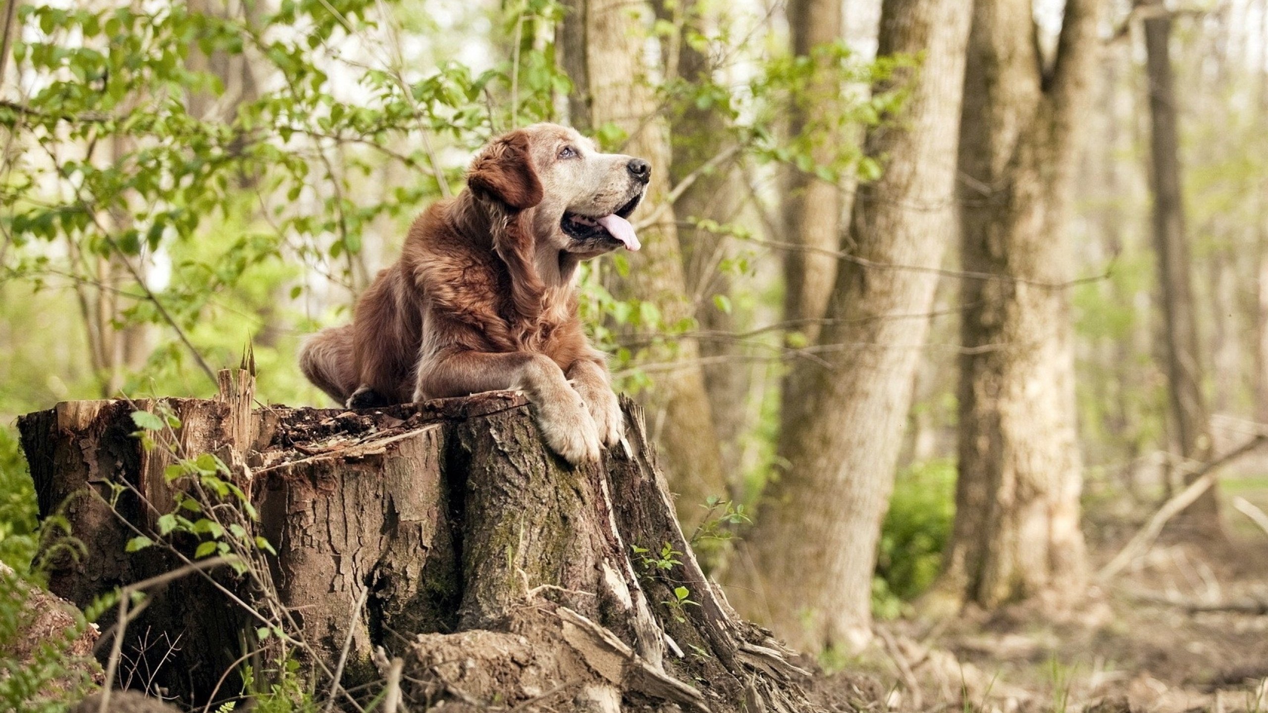 雷霆斩断灰熊七连胜，杜兰特三万分夜创双里程碑