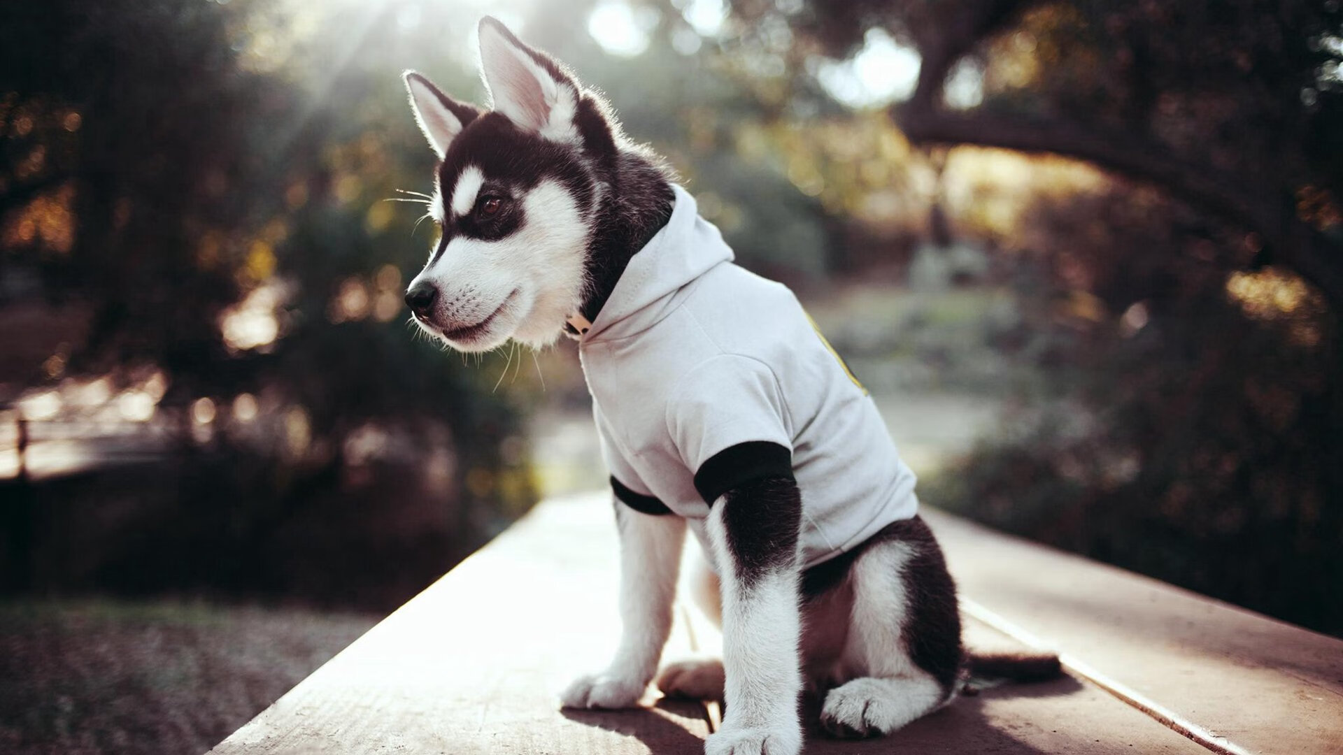 决赛之夜，唯一焦点，伊萨克无可争议的加冕