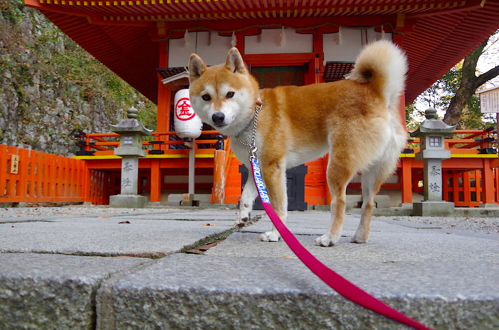 团队洪流与个人神迹，当莱比锡的炮火映照奥斯梅恩的孤星