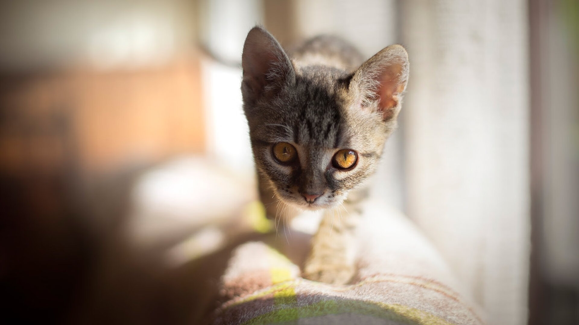 维修区超车与连续弯道攻防—猛龙在加拿大航空中心上演F1式胜利