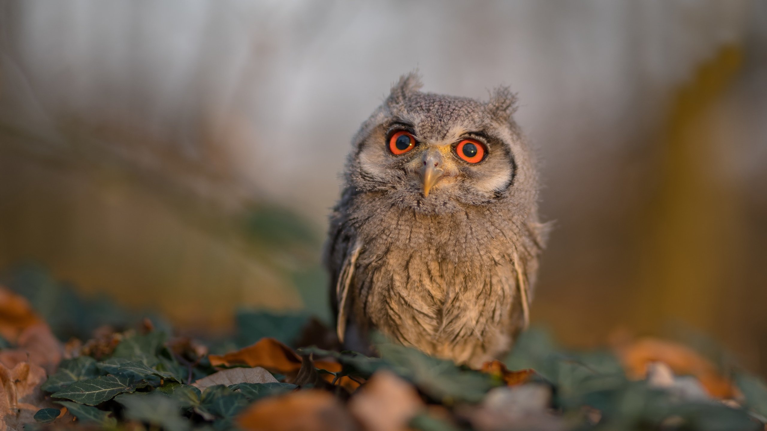 鹰王的救赎,守护者斩落篡位者,布伦森献上致命审判