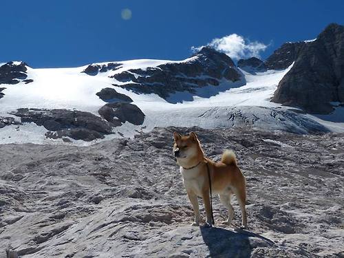 维也纳的逆袭，戈麦斯一箭穿心，奥地利攻克爱尔兰翡翠堡垒