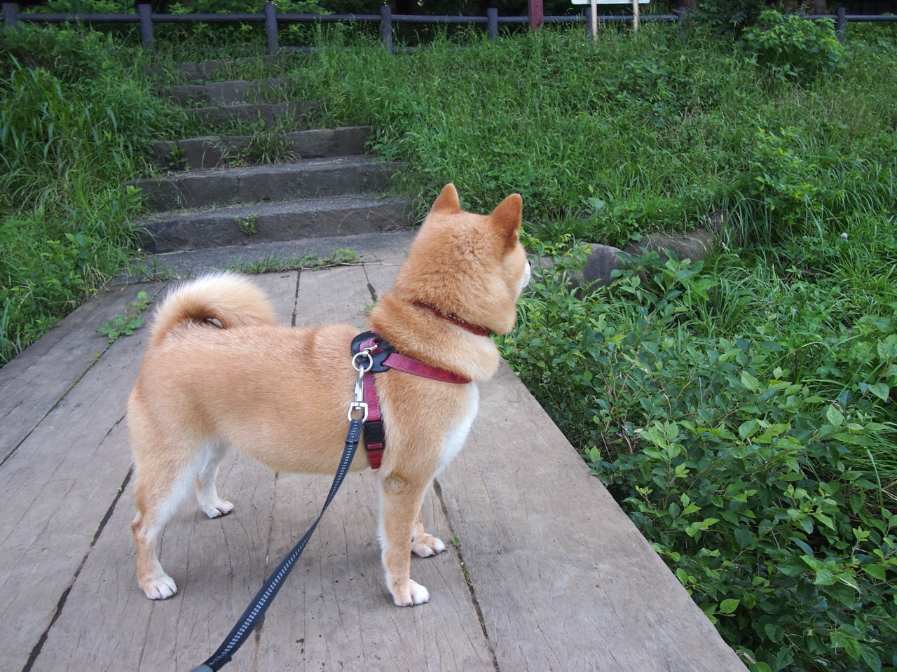 永不言败，恩佐末节接管比赛，书写NBA季后赛唯一传奇