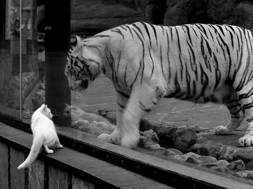 奥地利的冷门之夜，李刚仁的传奇进球淘汰亚特兰大