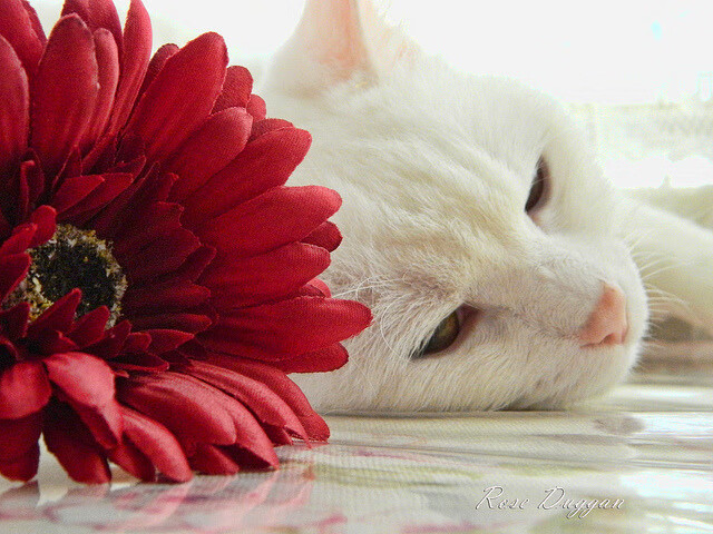 当锡安末节天神下凡时，新疆队已将雄鹿踏成齑粉