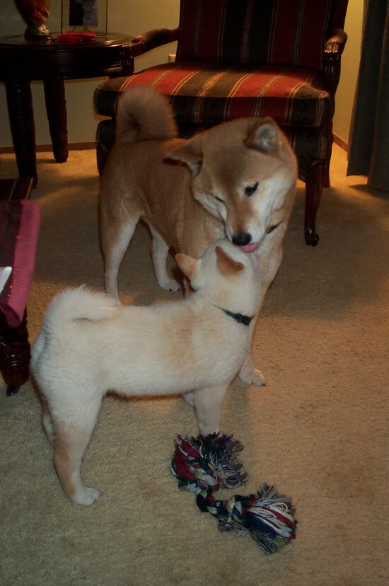 集体意志的胜利,当乌克兰铁壁让姆巴佩的星光成为悲壮注脚