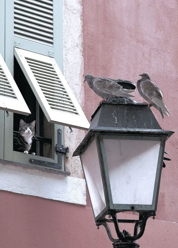 绿茵节拍器,若日尼奥如何成为意甲焦点战的攻防枢纽