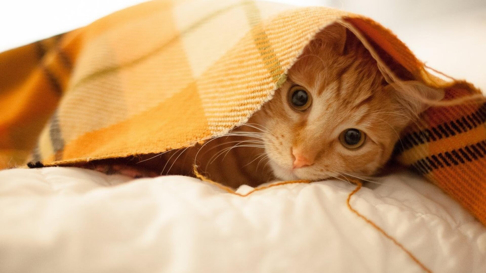 巨星闪耀与钢铁洪流，哈弗茨与拜仁在同一个夜晚书写两种史诗