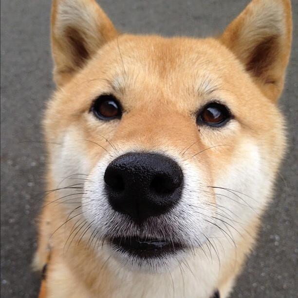 魔术师无声绞杀，切特·霍姆格伦如何用防守哲学拆解篮网进攻引擎