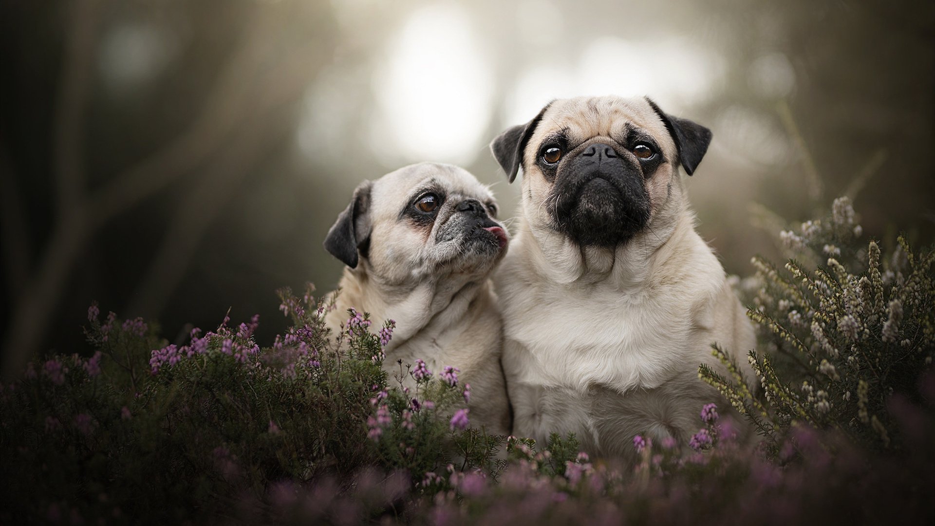 历史唯一！揭幕战夜孔德超潘多拉，生涯首次战胜卫冕冠军