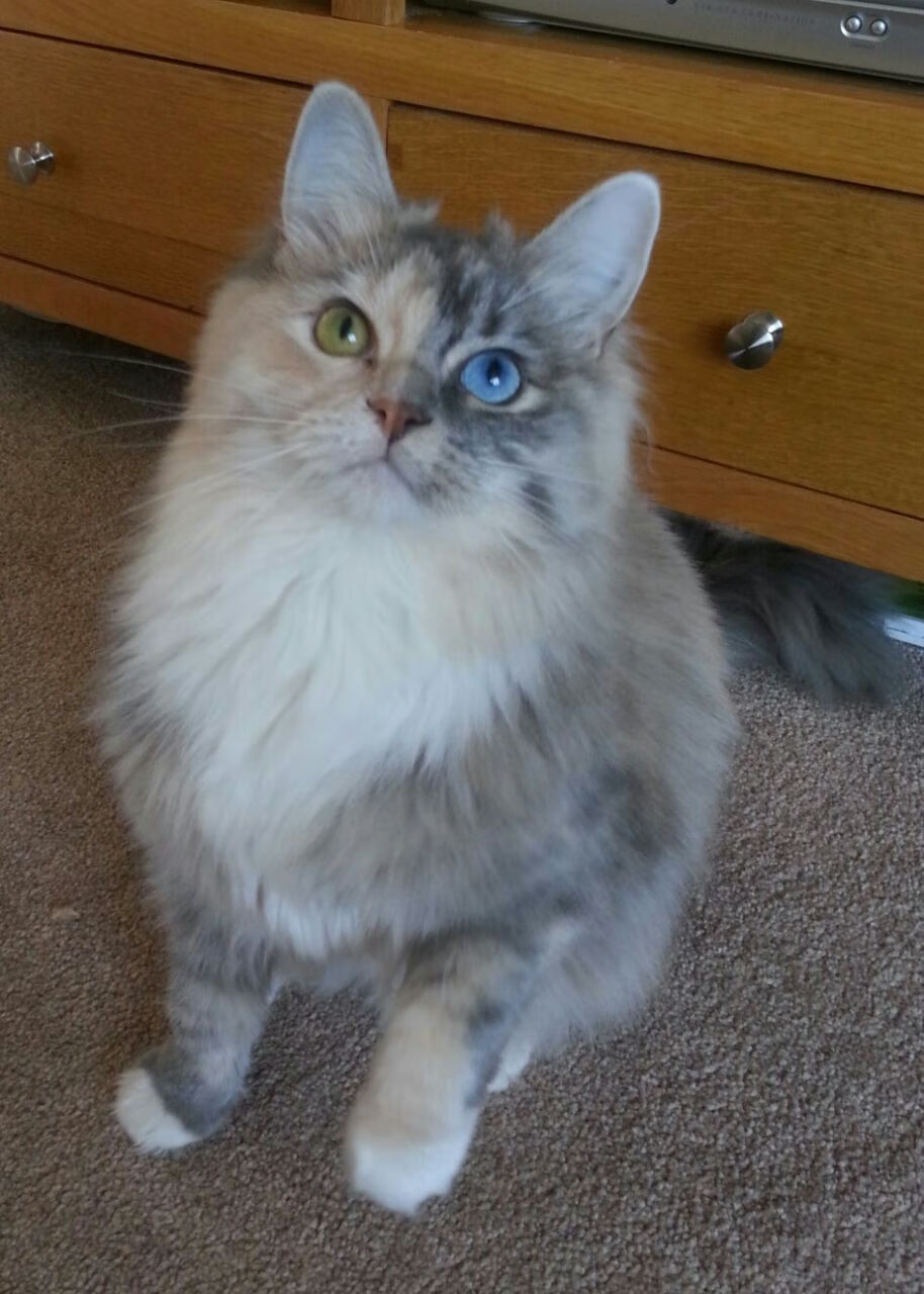 冷门与神扑，日本速胜阿根廷，库尔图瓦在世界排名的无声战场接管比赛