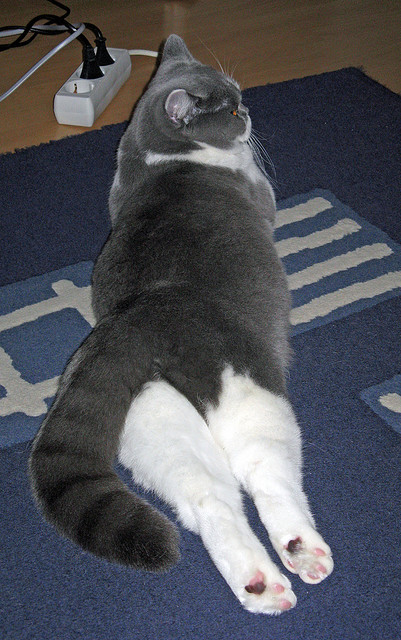 数字王国决战紫禁之巅，欧文代码风暴击穿北京队钢铁长城