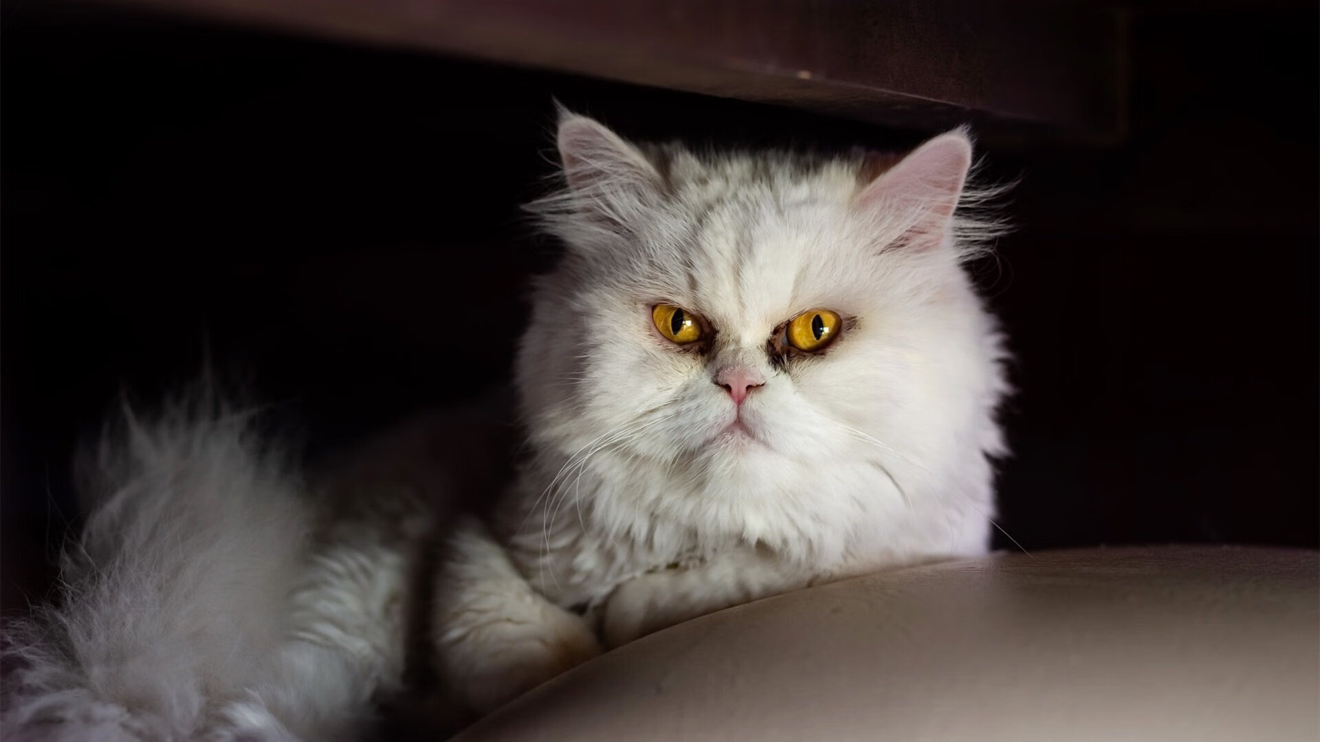 绿茵铁闸化身禁区魔术师，当加克波的足球智慧照亮NBA季后赛之夜