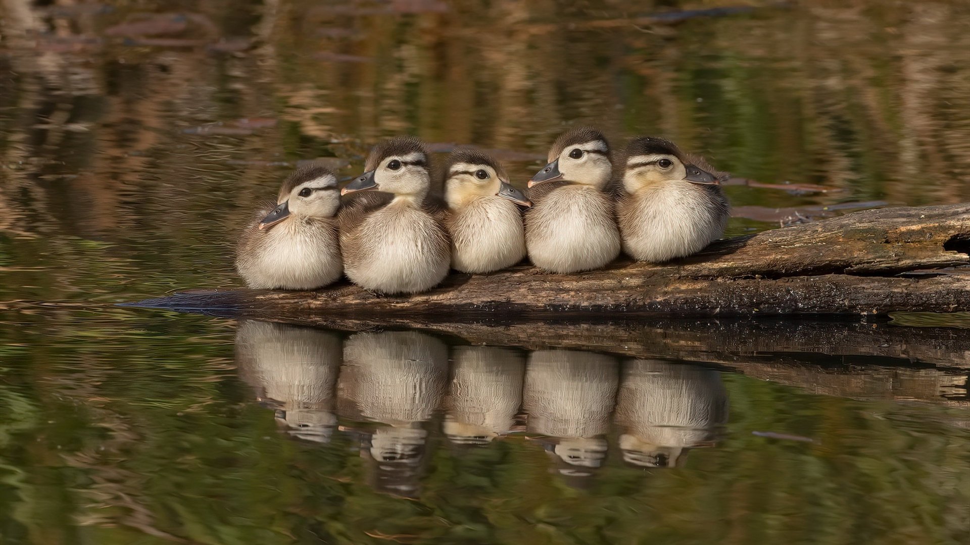 奥运周期关键战之夜，沉默战神伦纳德轰下42分，打出历史级的非典型统治