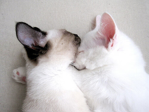 金玟哉连珠炮得分定乾坤，爱尔兰劲旅力克AC米兰占争冠先机