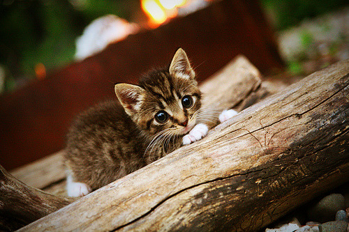 唯一性的双重奏，马刺鏖战步行者与米切尔西甲德比接管